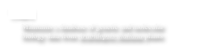 TAIR
     Maintains a database of genetic and molecular        biology data from Arabidopsis thaliana plants