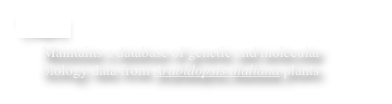 TAIR
Maintains a database of genetic and molecular
biology data from Arabidopsis thaliana plants