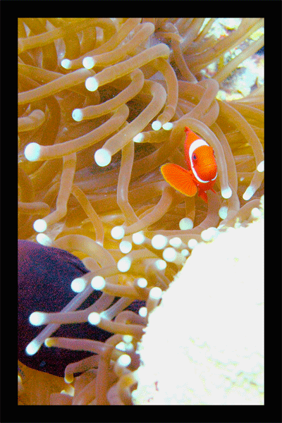 anenome fish
