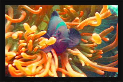 anenome