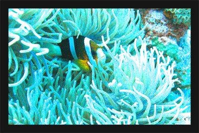 anenome fish