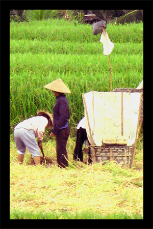 rice field