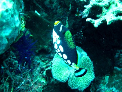 clownfish