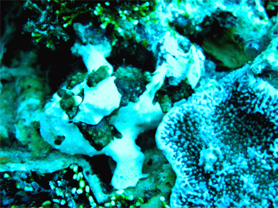 frogfish