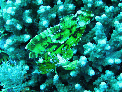 leaffish