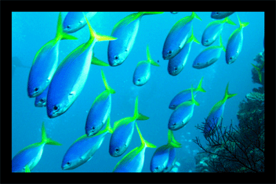 bluefish