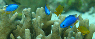 bluefish