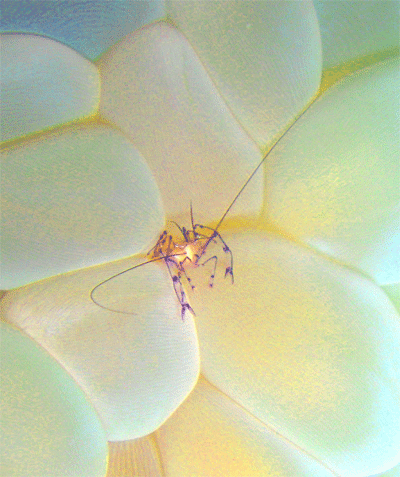 bubble coral shrimp