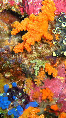 colour2