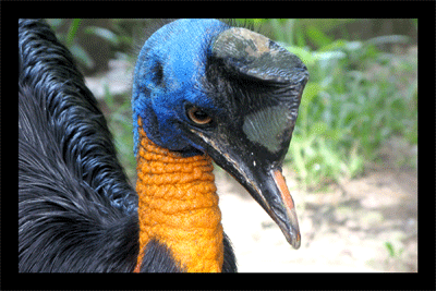 bird