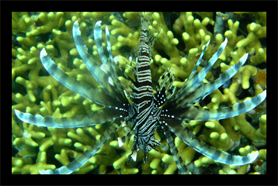 lionfish
