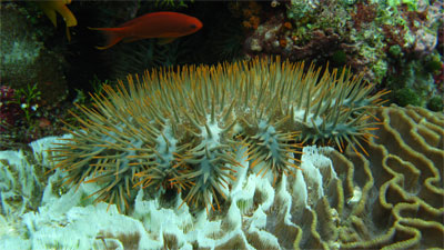 crown of thorns