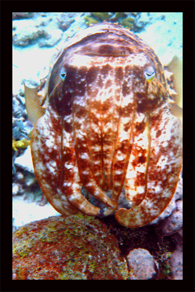 cuttlefish