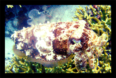 cuttlefish