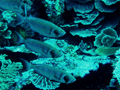3fish