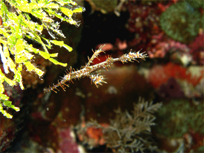 ghost pipe fish