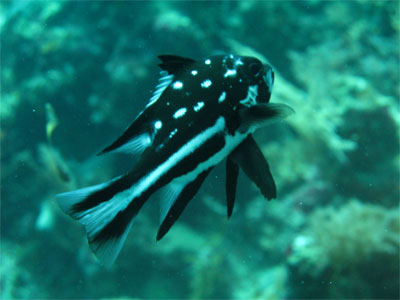 juvie midnight snapper