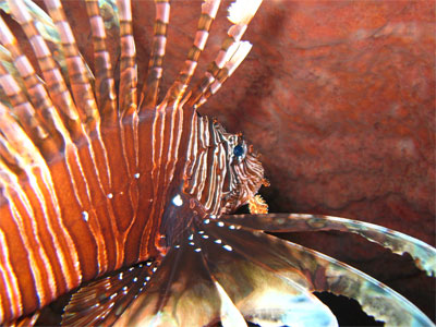 lion fish