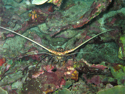 lobster