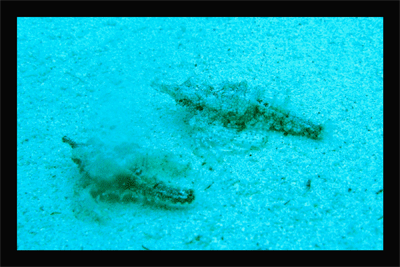 mothfish