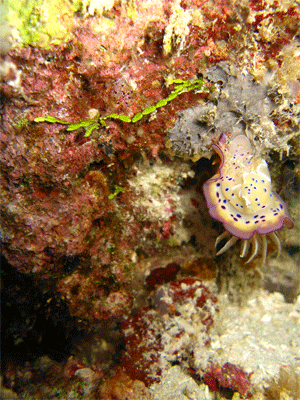 nudibranch
