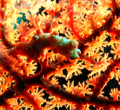 pygmy seahorse