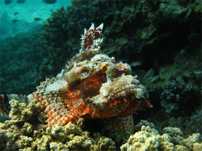 scorpion fish