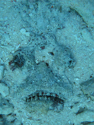 stone fish