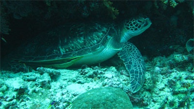 turtule