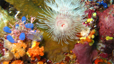sea worms