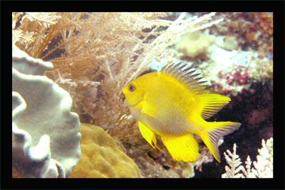 yellow fish