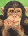 chimp pic