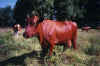 Cow11