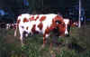 Cow1