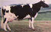 Cow4