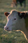 Cow5