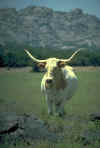 Cow6