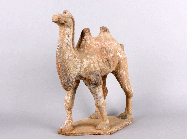 Tang camel