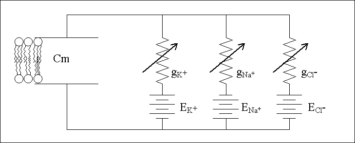 cell membrane diagram. A circuit diagram of the model