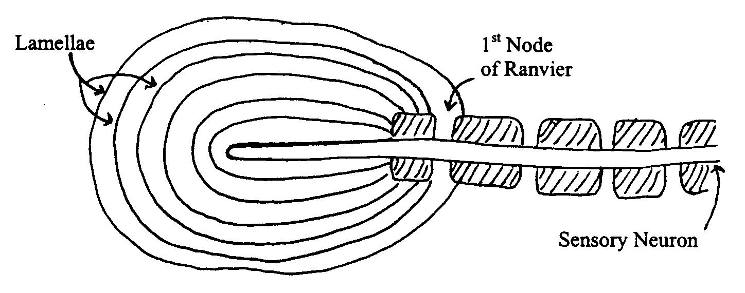 Where are the Pacinian corpuscles located?