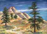 Ponderosa Pines near Boulder, Utah pastel by Jeff Potter AVAILABLE