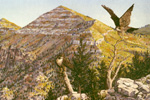 Peregrine Falcons in the Manzano Mts. oil by Jeff Potter  SOLD