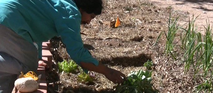 Lobo Gardens Grow Students [article image]