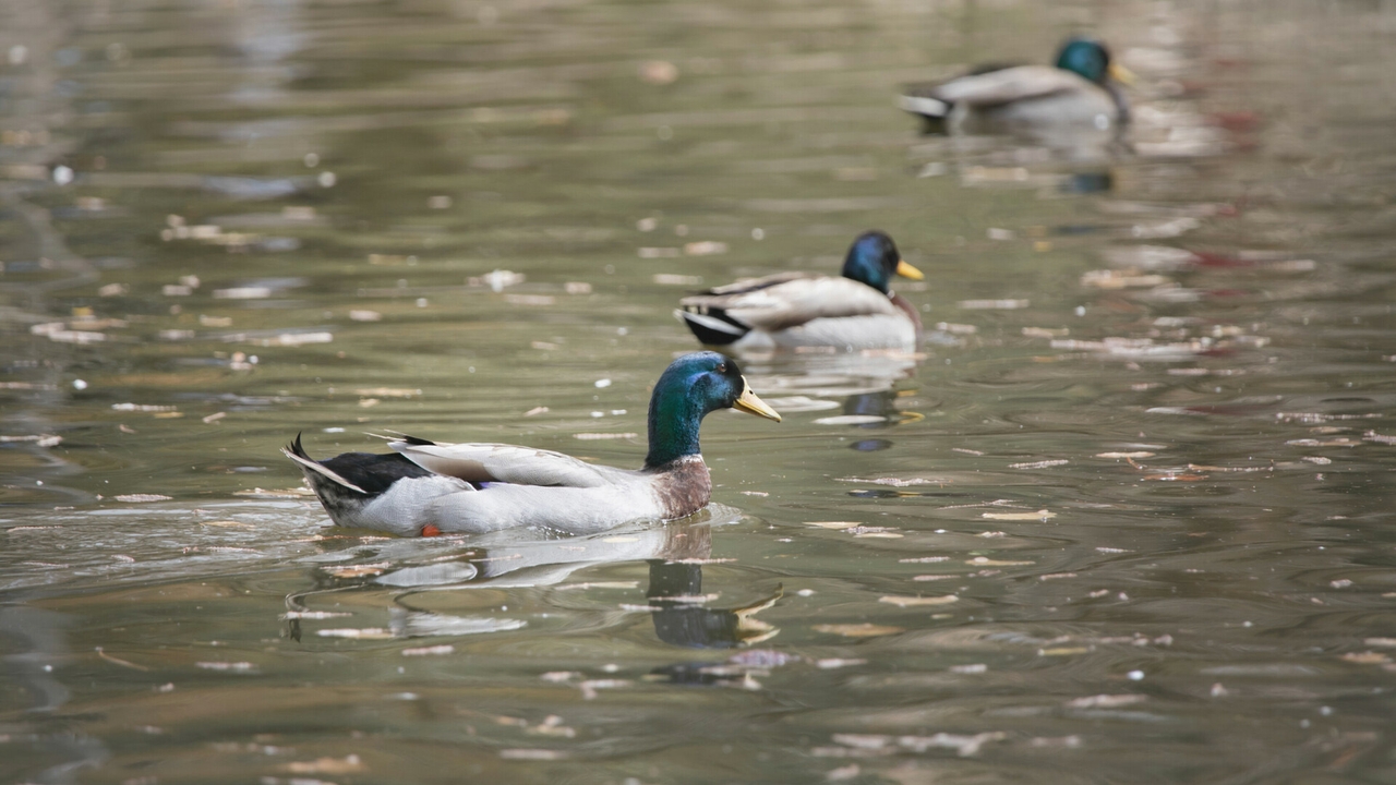 UNM duck pond a favorite place to meet, study, relax