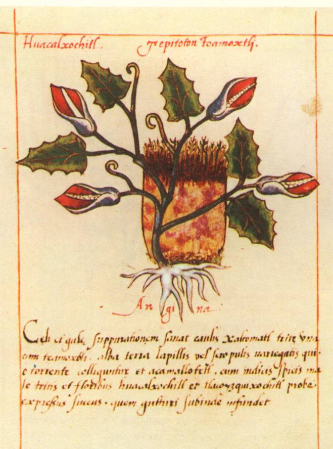 codex badiano 3