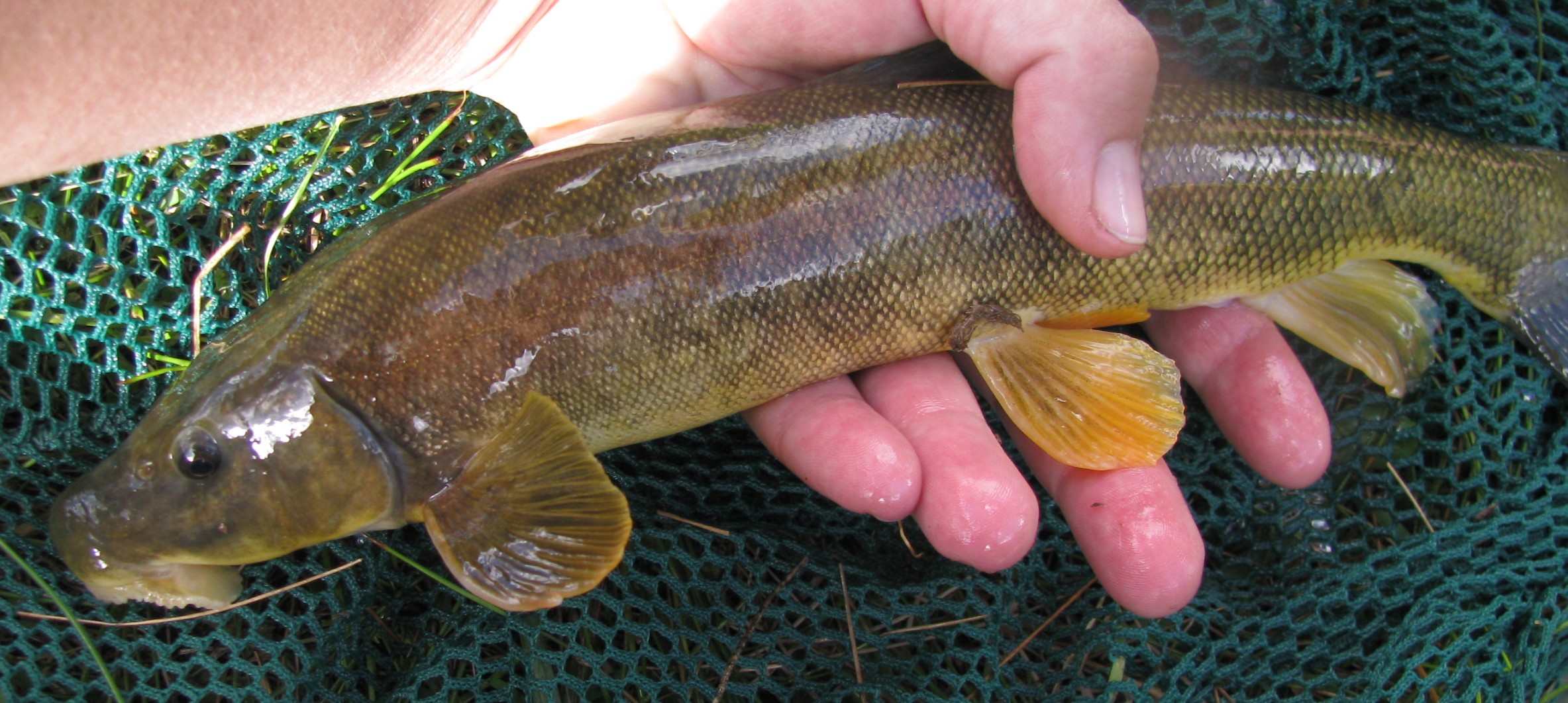 CA Love For Students