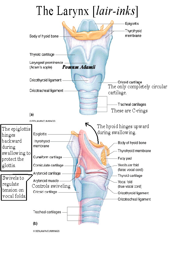 Laryngeal mucosa; Laryngeal Epithelium