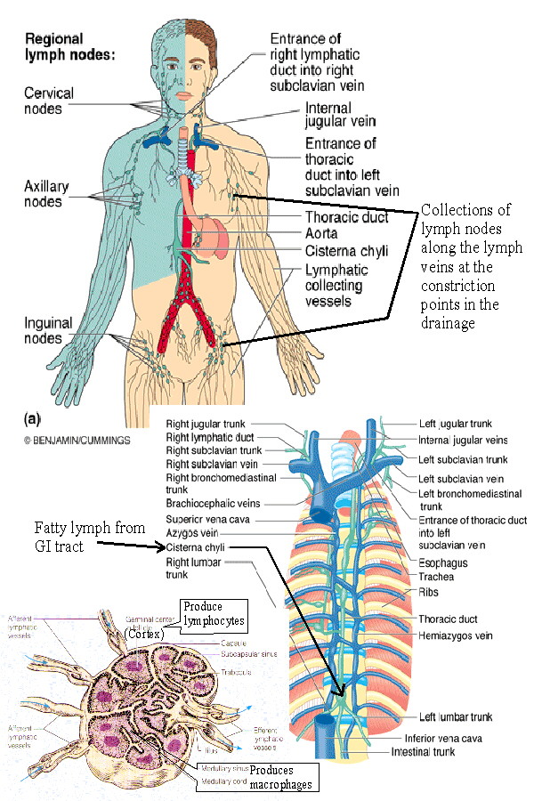 BIOL 238 Class Notes The Lymphatic System