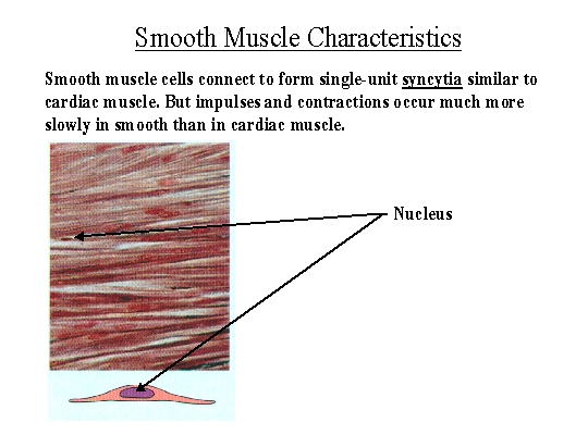 BIOL 237 Class Notes - Muscle Structure