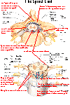 BIOL 237 Class Notes - The Spinal Cord and Spinal Nerves